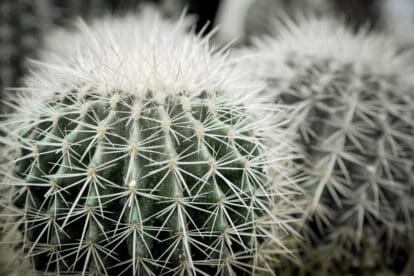 cactus signifying Microneedling Post Treatment Care